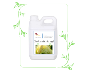 CHIẾT XUẤT RÂU NGÔ