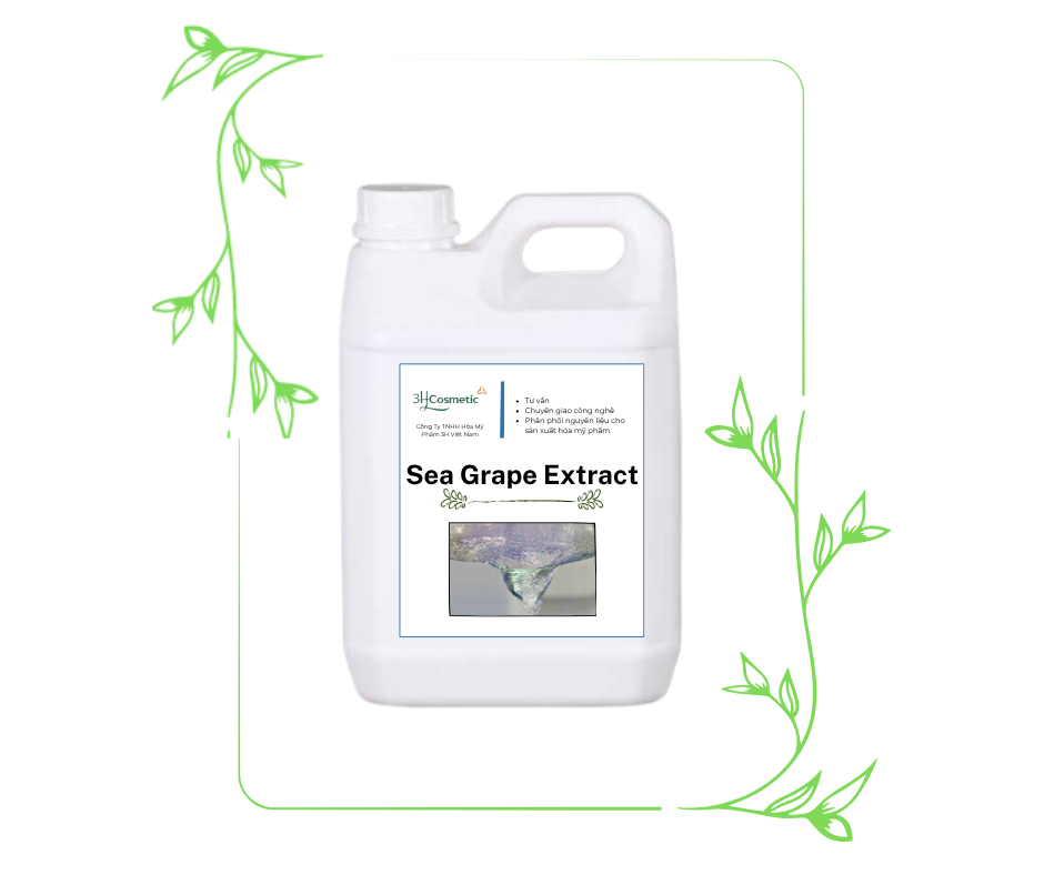 Sea Grape Extract (Chiết Xuất Rong Nho)