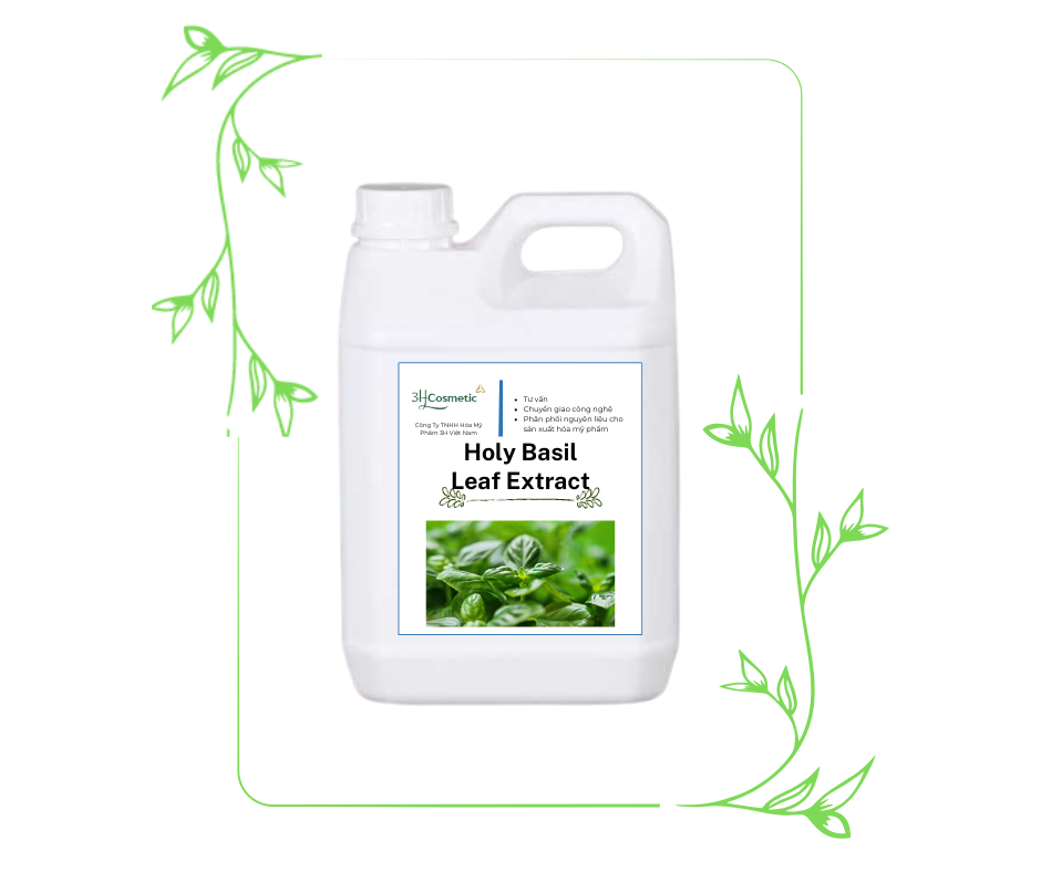 Holy Basil Leaf Extract (Chiết Xuất Lá Húng Quế)